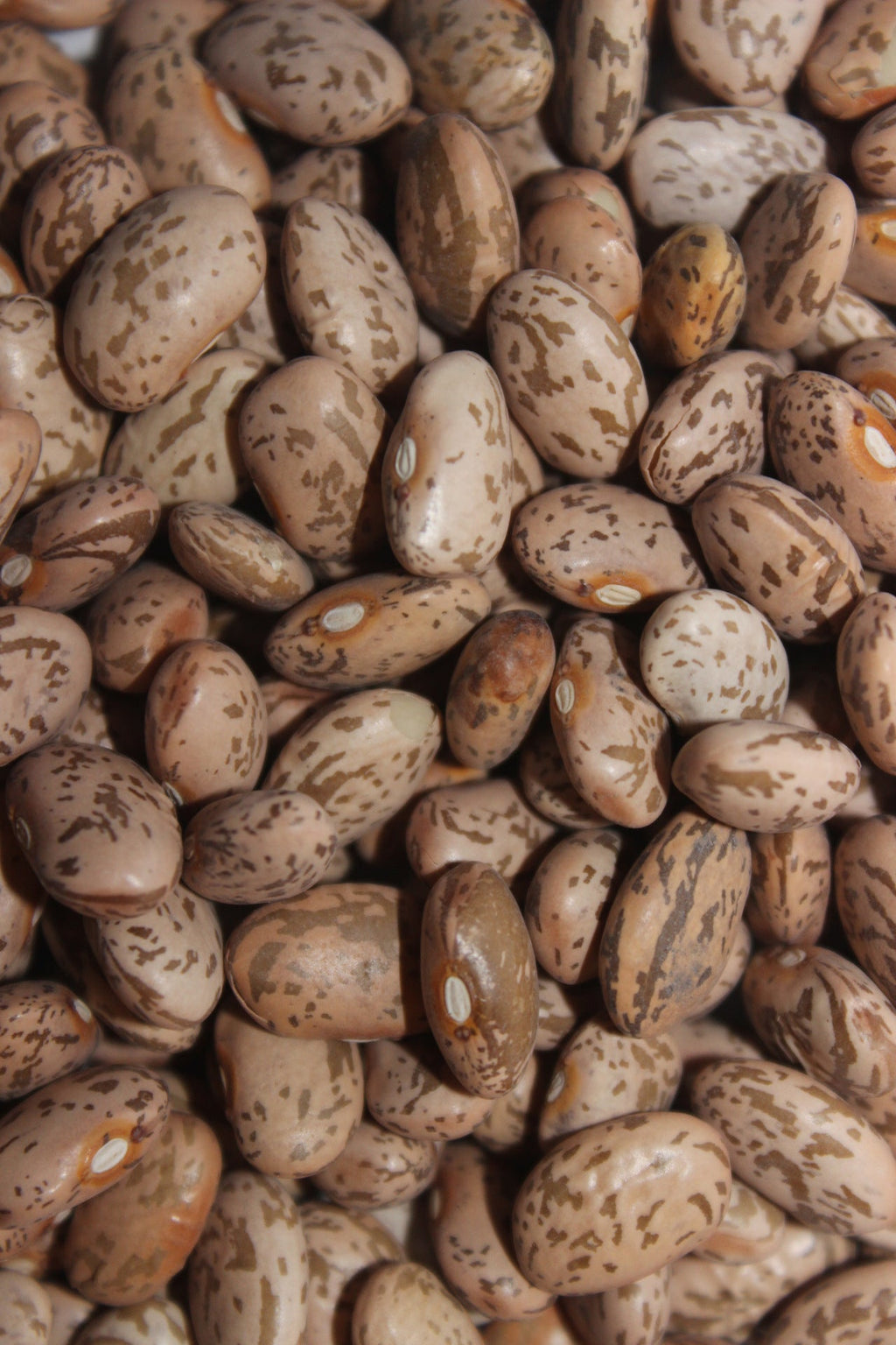 Ness Farms Pinto Beans - 5 lbs